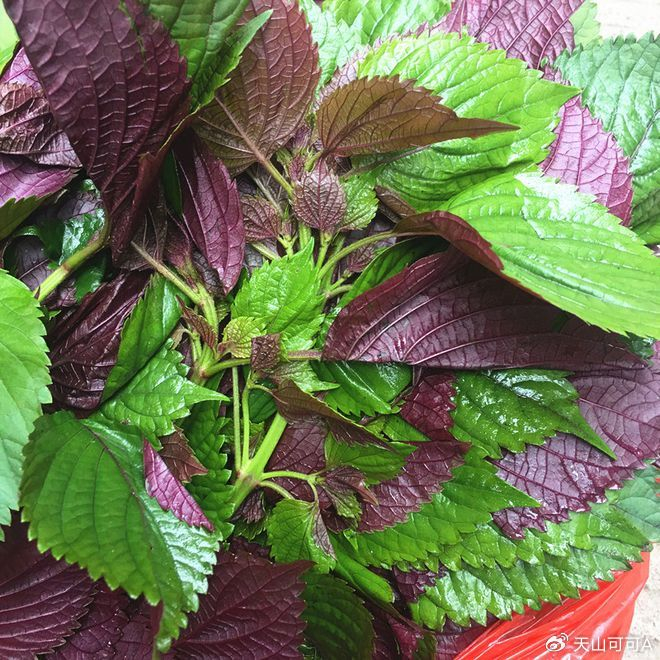 紫苏和苋菜有什么区别哪种比较常见好吃？